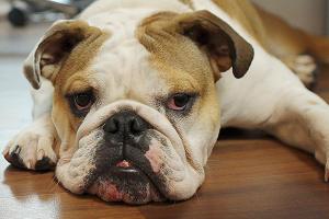 Pets at work may help atmosphere — but they also present risks