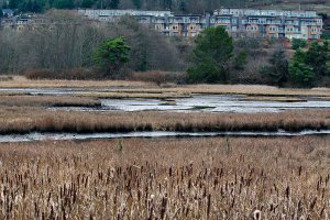 Western students helping Edmonds on sustainable projects