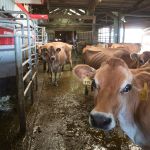 Dairy cows hang around in a barn waiting their turn to get milked by an automated milking machine at the Twin Brook Creamery on Sept. 21 in Lynden. (Andy Bronson / The Herald)