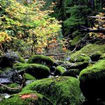 Mountlake Terrace High School junior Kiah Helms displays her photos through November at the Mountlake Terrace Library. Among them is &ldquo;Leaves.&rdquo;