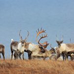 This undated photo shows Caribou in the Western Arctic in Alaska. The size of an Arctic caribou herd in Alaska has been cut in half in just the last three years, and researchers are trying to understand why. (Jim Dau/Alaska Department of Fish and Game via AP)