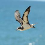A Hawaiian petrel; the birds are threatened by feral cats. (Jim Denny/National Park Service)
