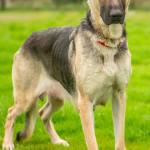 Birdie is a super sweet young Shepherd looking for an experienced home. She would love to attend training classes and should excel! Birdie will chase cats and will need a meet and greet if there any dogs in her new home. We sent in a DNA test on her and she is a purebred Shepherd with floppy ears! (Curt Story / Everett Animal Shelter)
