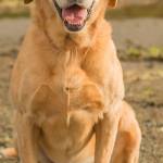 Heidi is a beautiful young senior lab that loves to play fetch all day! She is still very active and needs plenty of exercise. Heidi likes other dogs and knows some tricks. She will need a family with somebody home all the time or able to take her with them. She can not be crated or left in an outdoor kennel as she becomes very destructive and injures herself. She is a wonderful dog and just needs the right family. (Curt Story / Everett Animal Shelter)