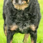 Spot is a sweet girl looking for a forever home. She extremely particular when picking her canine friends. She would rather be the only pet but could meet another calm large breed dog if her potential adopters have experience with herding breeds. Her new home cannot have any cats or small breed dogs. Spot would love to go on daily walks to keep her happy and healthy. (Curt Story / Everett Animal Shelter)