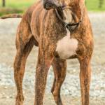 Zeus is a mellow guy looking for a new home. He has lived with other dogs and children over the age of 12 years. He is house trained and knows some basic commands. He has not lived with cats and will need a feline free home. Zeus will make a great walking partner. (Curt Story / Everett Animal Shelter)