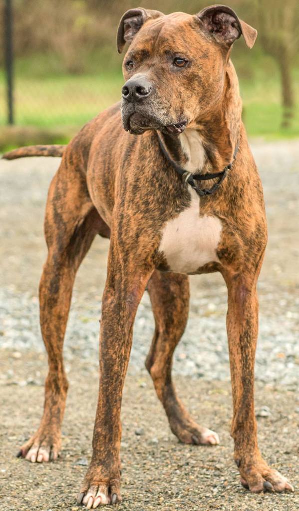 Zeus is a mellow guy looking for a new home. He has lived with other dogs and children over the age of 12 years. He is house trained and knows some basic commands. He has not lived with cats and will need a feline free home. Zeus will make a great walking partner. (Curt Story / Everett Animal Shelter)