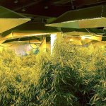 Large amounts of cash and marijuana were seized in Nov. 3 raids of an alleged organized crime ring. The investigation, based in King County, focused in part on multiple locations within Snohomish County, including a warehouse in Marysville. (King County Sheriff&rsquo;s Office)