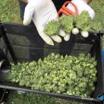 A marijuana harvester examines a bud that is going through a trimming machine in a rural area near Corvallis, Ore., Sept. 30, 2016. Marijuana growers and entrepreneurs have a lot riding on ballot measures in 50 Oregon counties and municipalities in the Nov. 8 election, with some places having allowed marijuana businesses and other having banned it. (AP Photo / Andrew Selsky)