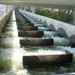 Water flows through a fish ladder at Lower Granite Dam on the Snake River in Washington state in 2014. There is a renewed push to remove Lower Granite and three other dams on the Snake River to save wild salmon runs. (Dean Hare/The Moscow-Pullman Daily News, file)