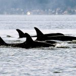 In this Jan. 18, 2014, file photo, orcas swim in Puget Sound, west of Seattle. The U.S. Navy has finalized a plan to expand sonar testing and other warfare training off the coasts of Washington, Oregon and northern California after a lengthy review that included a determination from the National Marine Fisheries Service that the exercises would not have major impacts on endangered orcas and other marine mammals. (AP Photo/Elaine Thompson, File)