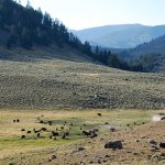 In this Aug. 26 photo, a herd of bison appears in Yellowstone National Park&rsquo;s Lamar Valley in Montana. U.S. officials plan to block new mining claims outside Yellowstone National Park as the Obama administration races in its last days to keep industry out of pristine and environmentally sensitive areas. Mining claims on 30,000 acres north of the nation&rsquo;s first national park would be prohibited for at least two years while a long-term ban is considered. (AP Photo/Matthew Brown, File)