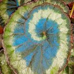 Iridescent blue begonias show that plants can adapt to light levels with structural changes as well as chemical ones. (Washington Post / Courtesy of Matthew Jacobs)