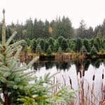 U-Cut trees ring the trout pond at Farmer Browns trees in Arlington. (Elizabeth Armstrong / The Herald)