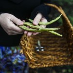 Terry Myer holds green beans freshly plucked from her garden at her Lake Stevens area home on Wednesday, Nov. 23. (Ian Terry / The Herald)