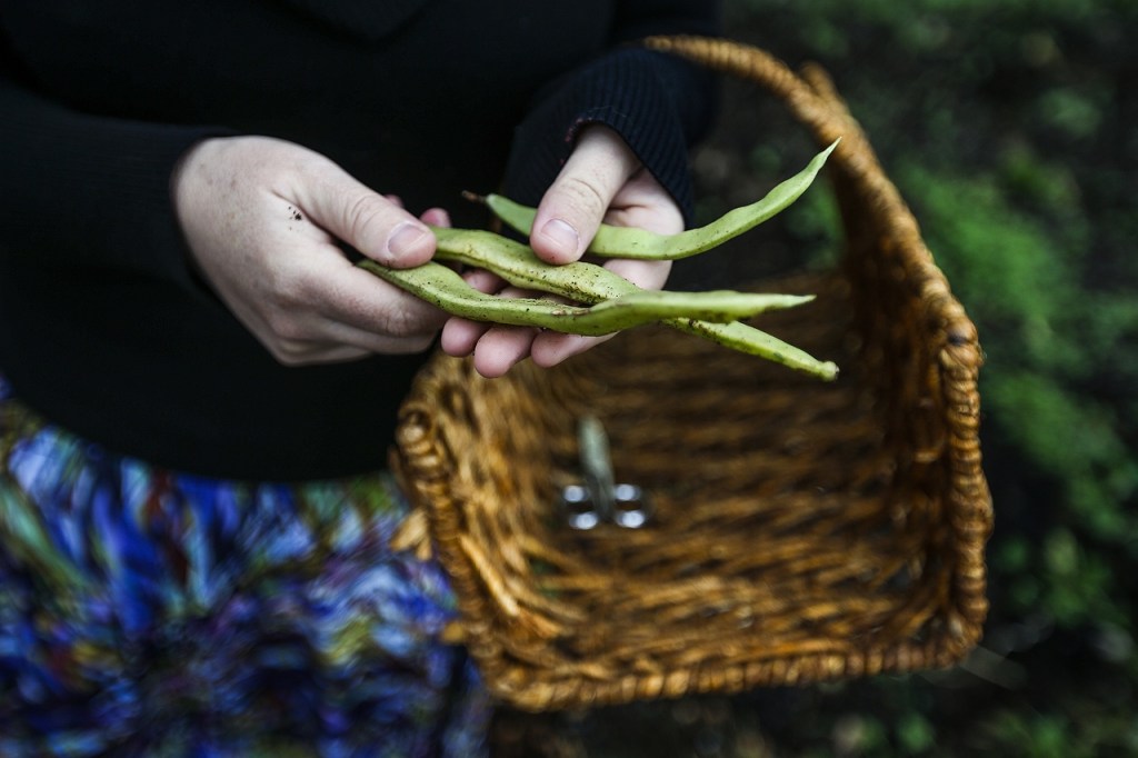 Terry Myer holds green beans freshly plucked from her garden at her Lake Stevens area home on Wednesday, Nov. 23. (Ian Terry / The Herald)