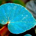 Photosynthetic structures called iridoplasts give begonia pavonina an iridescent blue appearance and help it survive at low light levels. (Washington Post / Courtesy of Matthew Jacobs)