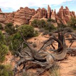 Junipers, some hundreds of years old, spread about before fins of red sandstone at Arches National Park. (Jon Bauer/The Herald)