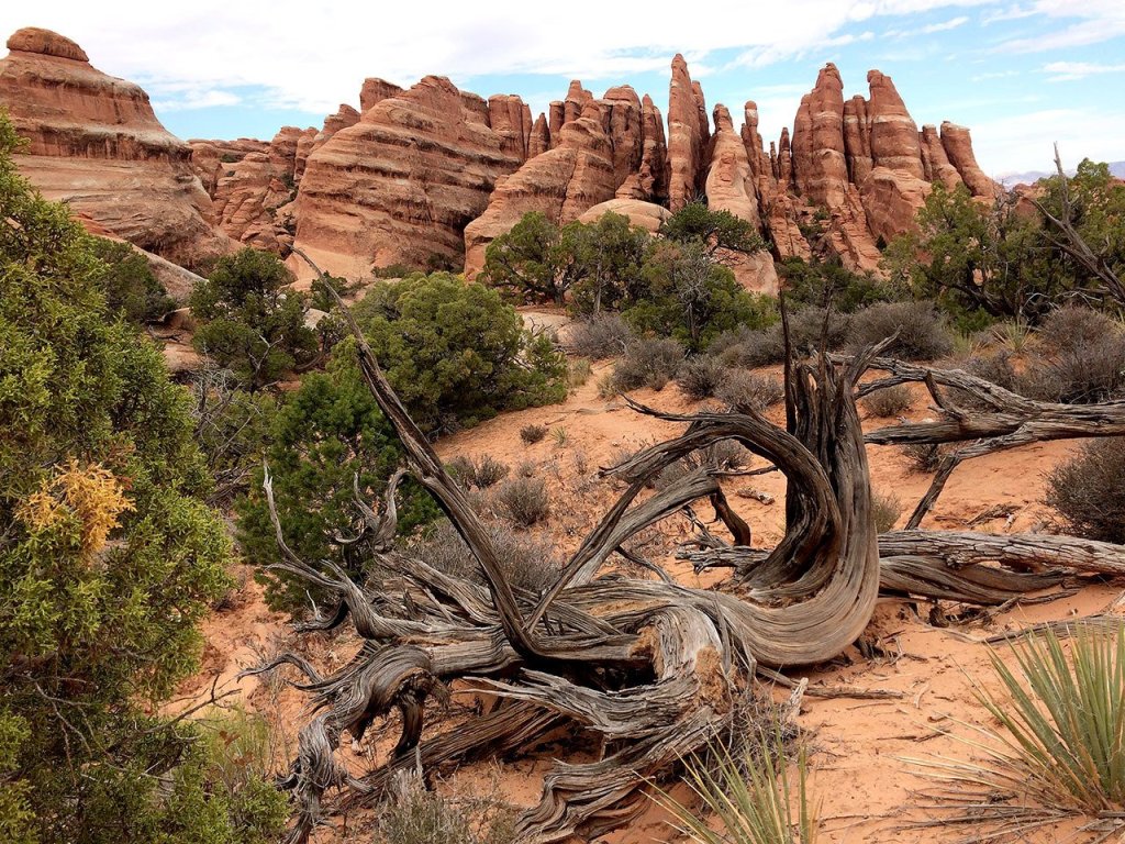 Junipers, some hundreds of years old, spread about before fins of red sandstone at Arches National Park. (Jon Bauer/The Herald)