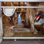 Two cows watch as another is milked at the Twin Brook Creamery in Lynden. (Andy Bronson / The Herald)