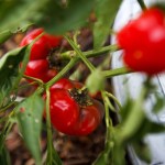 Red bell peppers hang in Terry Myer&rsquo;s garden at her Lake Stevens area home. (Ian Terry / The Herald)