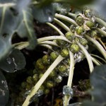 Brussels sprouts grow in Terry Myer&rsquo;s garden at her Lake Stevens area home. (Ian Terry / The Herald)