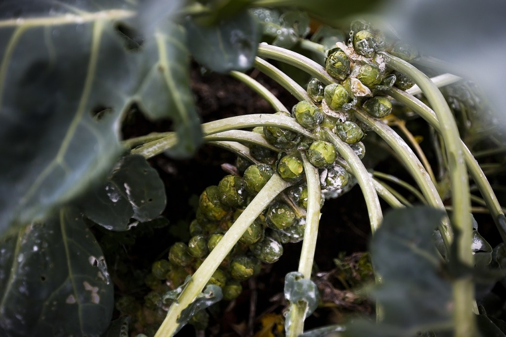 Brussels sprouts grow in Terry Myer&rsquo;s garden at her Lake Stevens area home. (Ian Terry / The Herald)