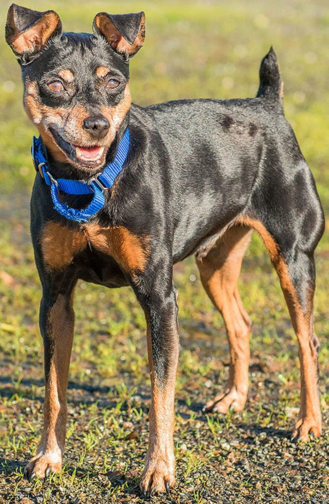 Riley is a sweet boy who is looking for his new forever home. He is looking for a home that is willing to take him on walks but also cuddle at the end of the day. He seems to be okay with cats but you will still need to do a slow introduction. He will need a meet and greet with any resident dogs. (Curt Story/Everett Animal Shelter)
