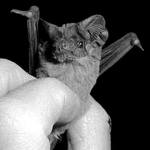 The Brazilian free-tailed bat can fly, level to the ground, at a whopping 100 mph. (Wikipedia)