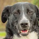 Three dogs ready for adoption from Everett Animal Shelter