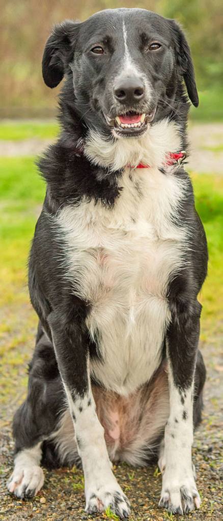 Skittles is in need of a home where she is the only furry member. She has started to become jealous of other dogs and cats. She has been fine with kids and would love to go outside and play fetch. She is in need of someone that is willing to take her on long walks, hikes, or just throw the ball for her daily. She would do well in a training or even an agility class to get her mind stimulated. (Curt Story/Everett Animal Shelter)