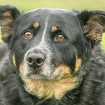 5 dogs ready for adoption from Everett Animal Shelter