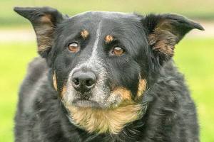 5 dogs ready for adoption from Everett Animal Shelter