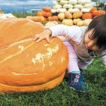 A toddler attempts to climb a pumpkin at Stocker Farms in Snohomish in 2015. (Daniella Beccaria / for The Herald)