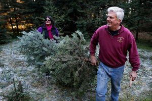 Where to cut your own Christmas tree