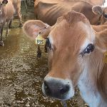 Whatcom County tops region for small dairy farms