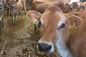 Whatcom County tops region for small dairy farms