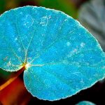 This plant grows shimmering blue leaves to help it survive in the dark
