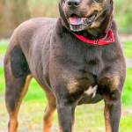 Baby is a sweet girl that is excited about life and meeting new people. She has lived around kids before but she can be a little excited so you will need to watch her and make sure she knows not to play to rough. She will need a meet and greet with any resident canines and a feline free home. Medical info: We suspect Baby has some arthritis in her hips and may need x-rays and medication in the future. (Curt Story/Everett Animal Shelter)
