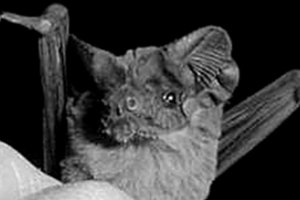 The Brazilian free-tailed bat is the fastest animal on Earth