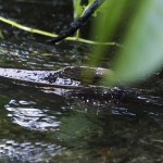 A chum salmon swims near the surface of Shell Creek. (Ian Terry / The Herald)