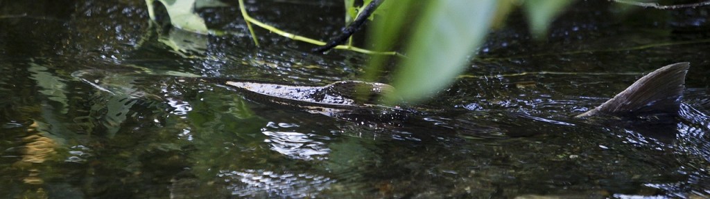 A chum salmon swims near the surface of Shell Creek. (Ian Terry / The Herald)