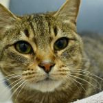 Campbell is one of the newer cats at the shelter and a stray, so little is known about him. People like to be around him. He&rsquo;s a cool cat, a righteous dude. (Everett Animal Shelter / Jon Annis)