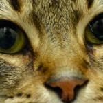 Dogs, cats, bunnies, mice up for adoption from Everett Animal Shelter