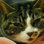 This gentle girl prefers a calm and quiet forever home. Charlie Girl has lived with other cats and dogs, and may occasionally enjoy their company if they are mellow, but she prefers to have the house and her people to herself. (Everett Animal Shelter / Jon Annis)