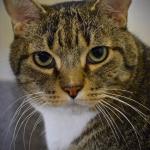 ​Dexter is serious about playtime, and will play with just about anything, pausing occasionally to snuggle on a lap. He has always lived with his big, friendly best buddy Syd, a beautiful Maine Coon, and it would be great if they could stay together. (Everett Animal Shelter / Jon Annis)