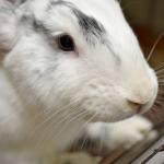 Flops is a happy, curious, gentle male rabbit who is used to being handled. He doesn&rsquo;t seem to mind being carefully picked up, placed in your lap and brushed! He has also been neutered, which should make him healthier and well behaved. (Everett Animal Shelter / Jon Annis)
