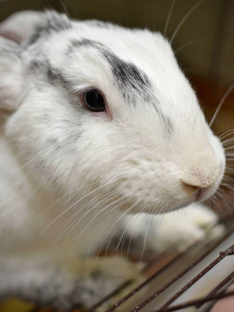 Flops is a happy, curious, gentle male rabbit who is used to being handled. He doesn&rsquo;t seem to mind being carefully picked up, placed in your lap and brushed! He has also been neutered, which should make him healthier and well behaved. (Everett Animal Shelter / Jon Annis)
