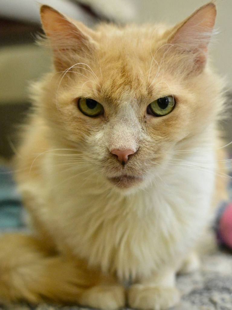 Ford is a mellow and friendly light orange tabby mix. He recently lost his owner and is wishing for a new, forever home. (Everett Animal Shelter / Jon Annis)