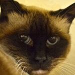 ​Ginger, Jasmine and Jiji were surrendered together and prefer each other&rsquo;s company, although Ginger is the more independent of the three and could be adopted alone. All three play with balls or mouse toys. They have not lived with children or dogs, so they will need a slow introduction. (Everett Animal Shelter / Jon Annis)